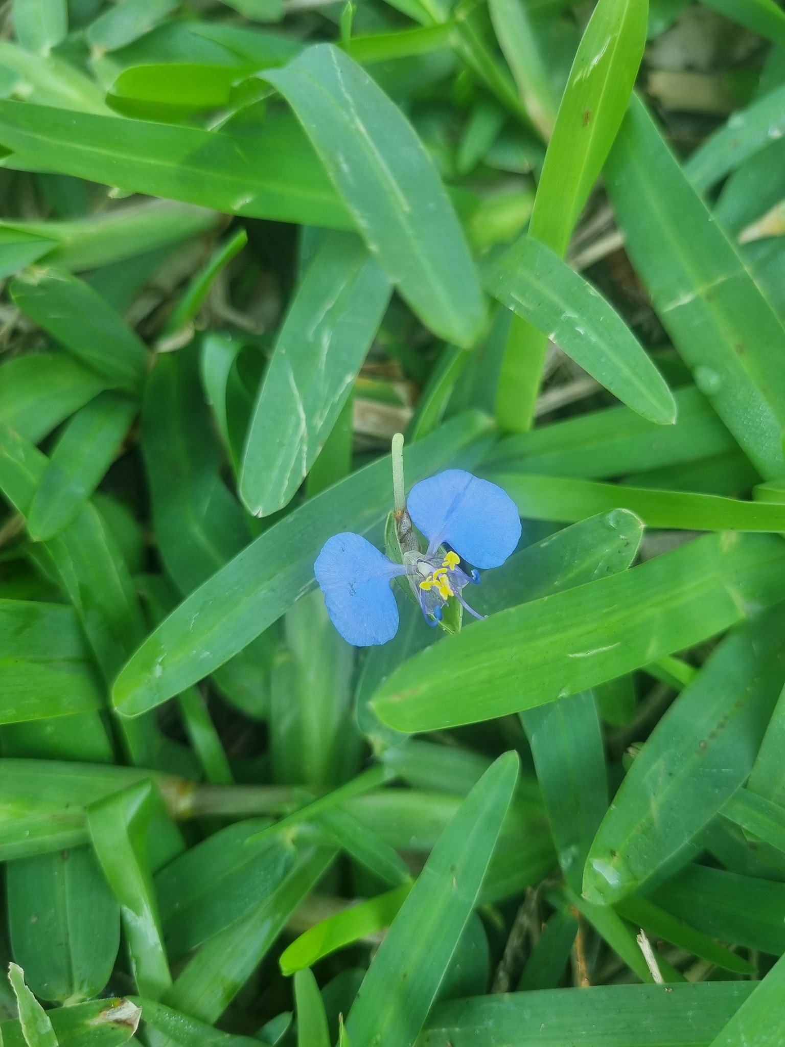 Wild coastal flower at Terra Bella
